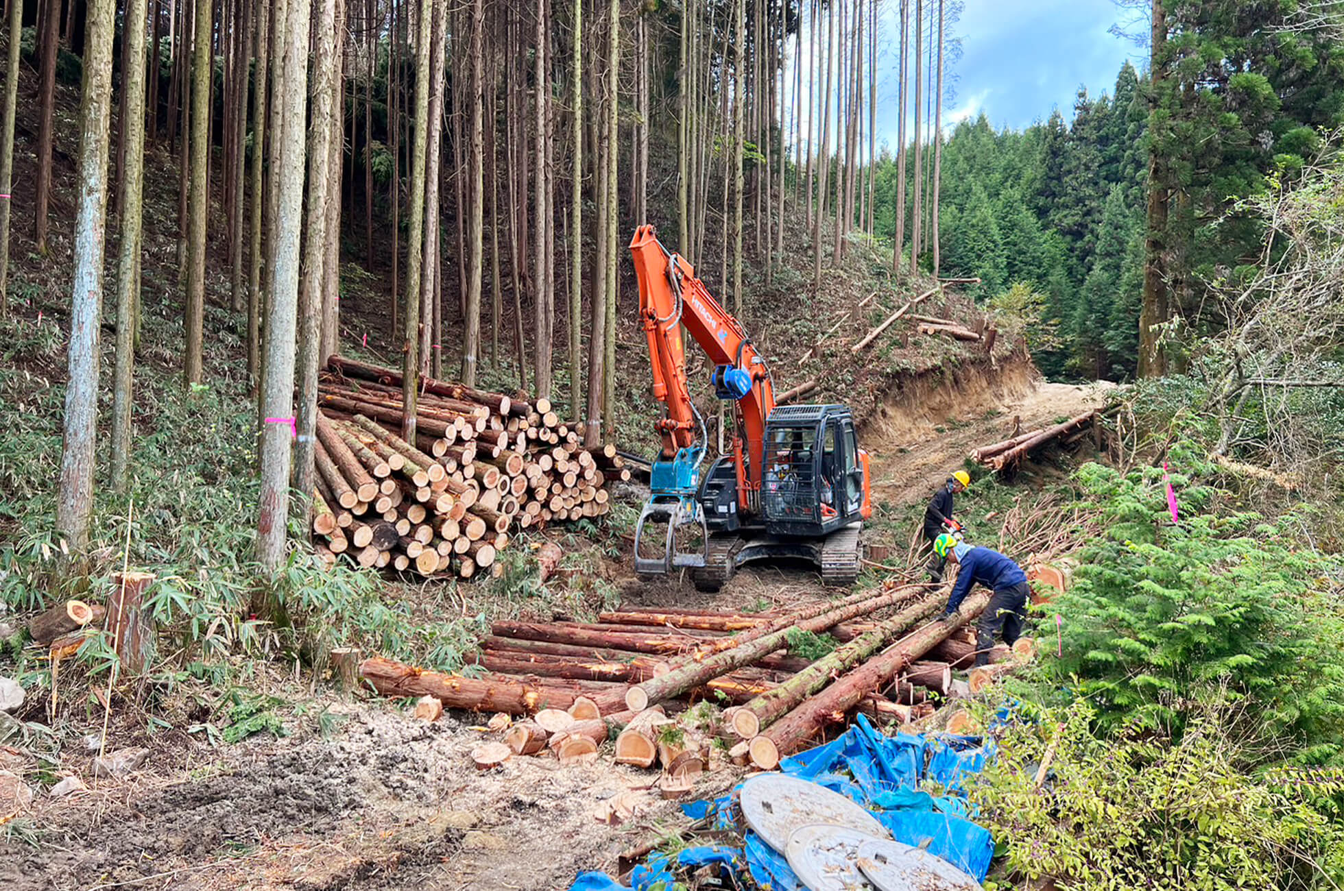 樹木伐採工事の様子
