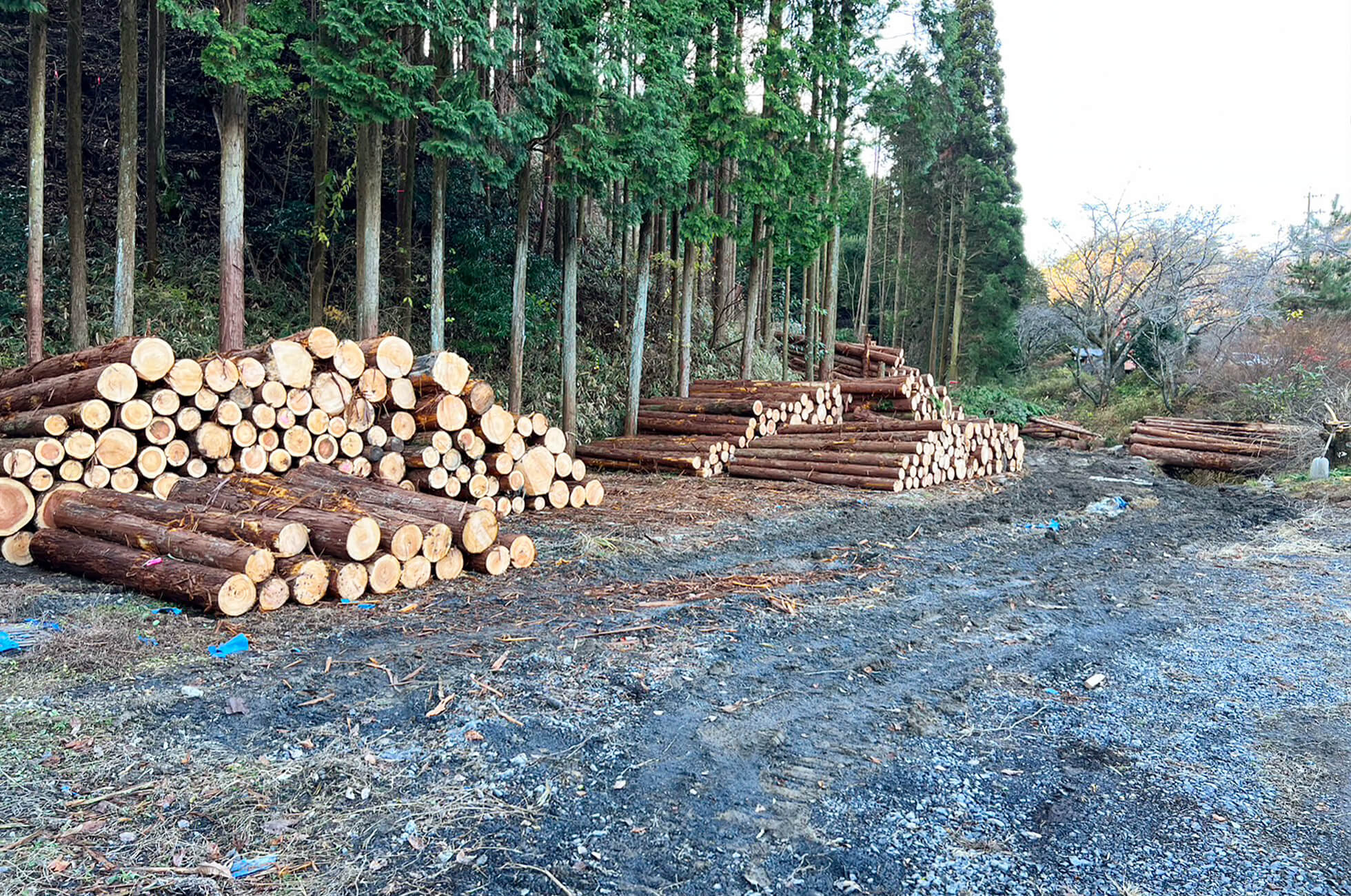 樹木伐採、進行状況