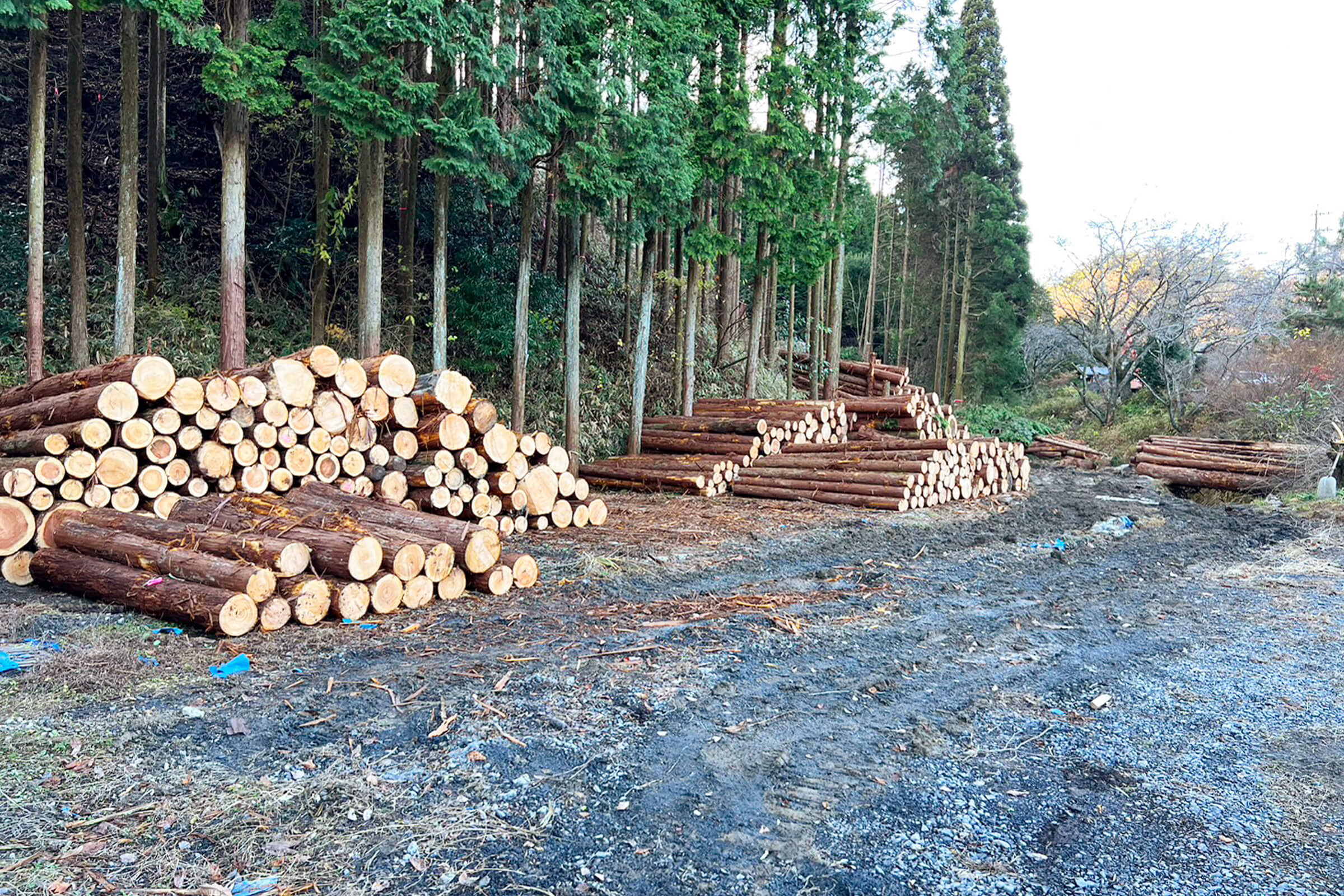 伐採及び、樹木搬出の準備作業