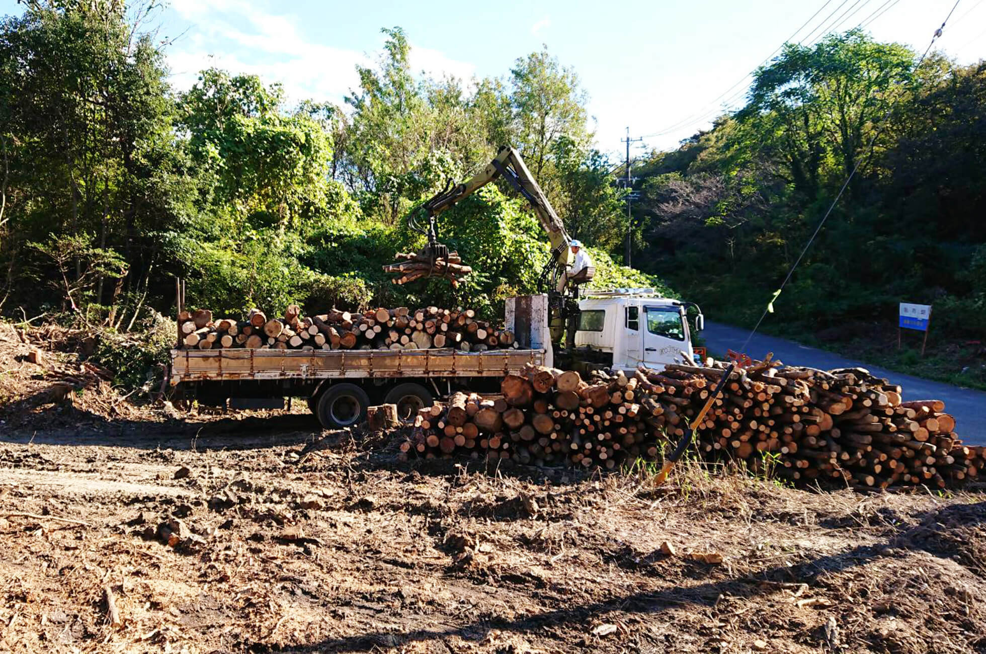 伐採及び樹木搬出作業