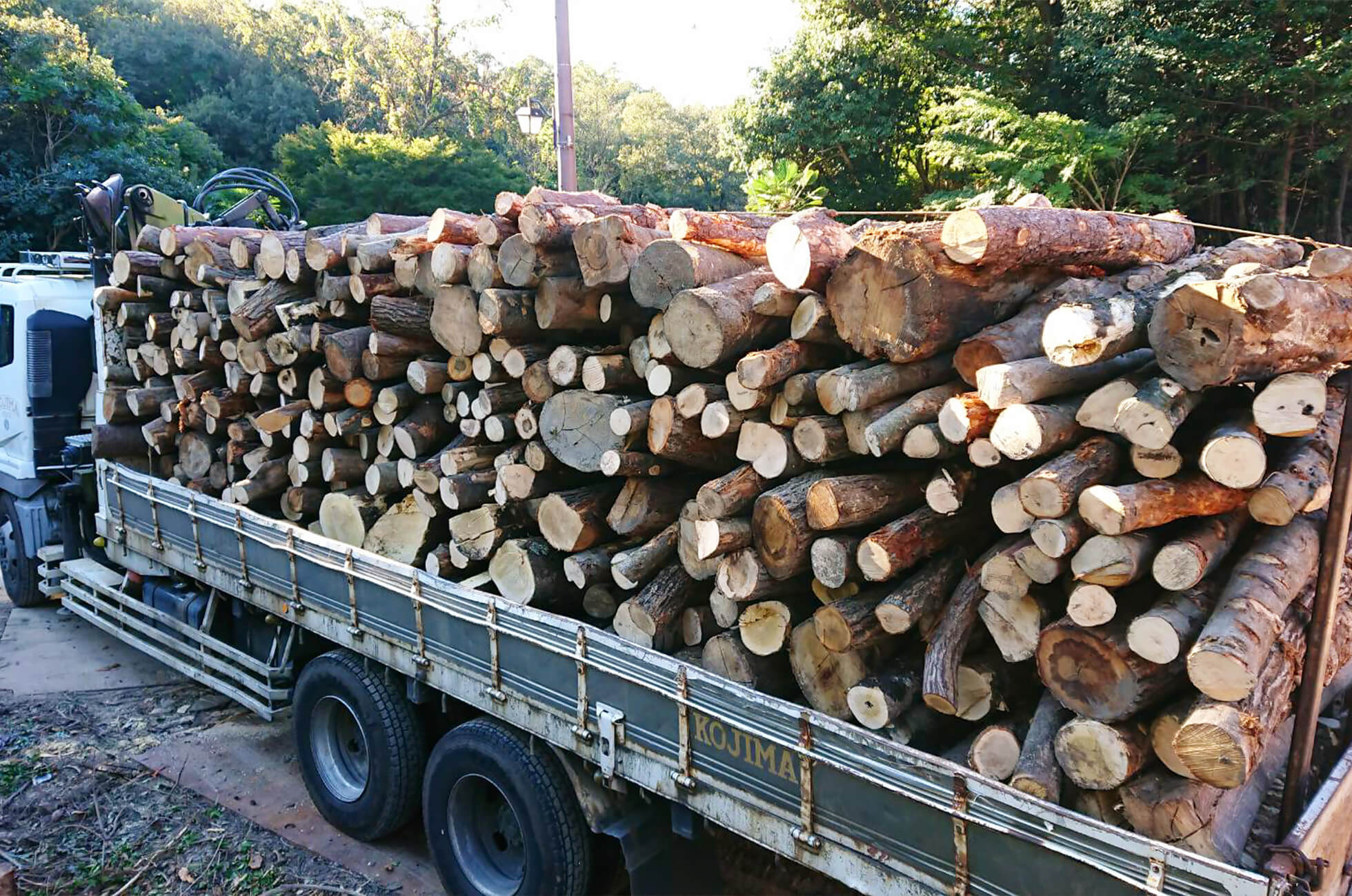 樹木伐採工事途中の様子