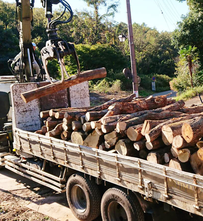 伐採及び樹木搬出作業の様子